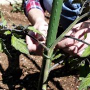 Снимка на Стоманено колче за растения с PE покритие ø1.1 см 150 см BRADAS