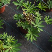 Снимка на Покривало против плевели тъкан текстил 0.6х10 м черно BRADAS